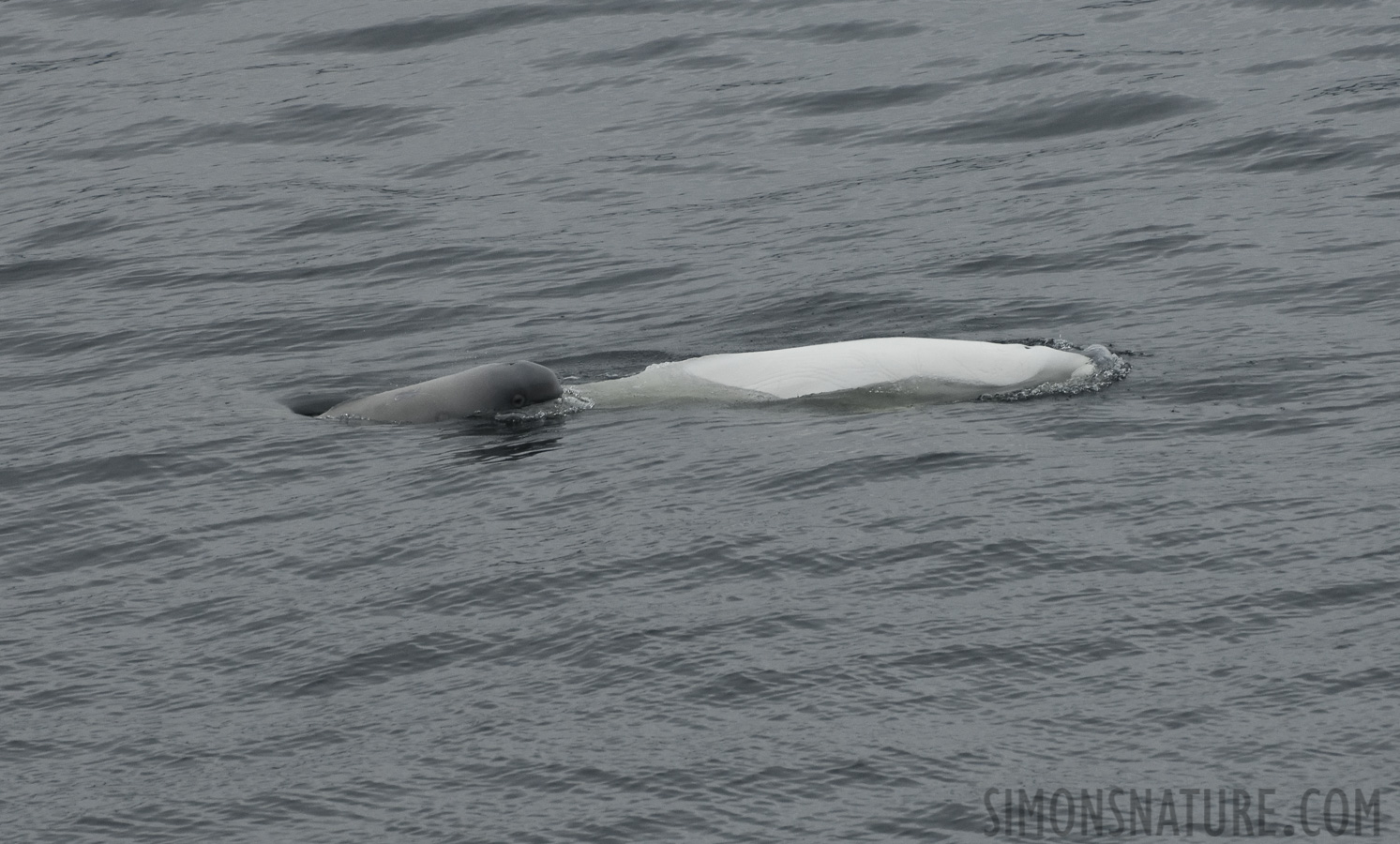 Delphinapterus leucas [400 mm, 1/800 sec at f / 8.0, ISO 1600]